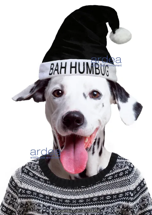 : Dog Dalmatian wearing Christmas jumper and bah hunbug hat mouth open smiling : Dog Dalmatian wearing Christmas jumper and bah hunbug hat mouth open smiling