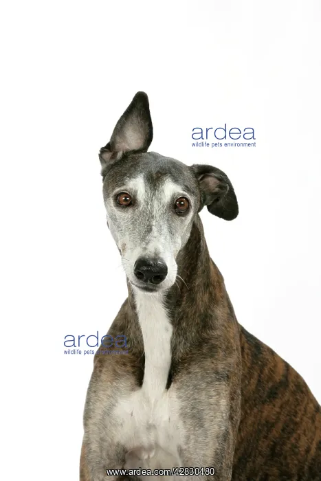 : Dog - Dark Brindle and white Greyhound : Dog - Dark Brindle and white Greyhound