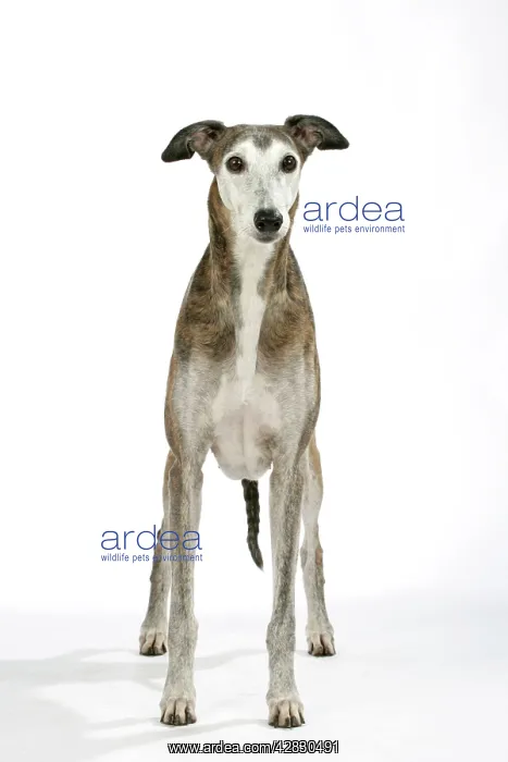 : Dog - Dark Brindle and white Greyhound : Dog - Dark Brindle and white Greyhound