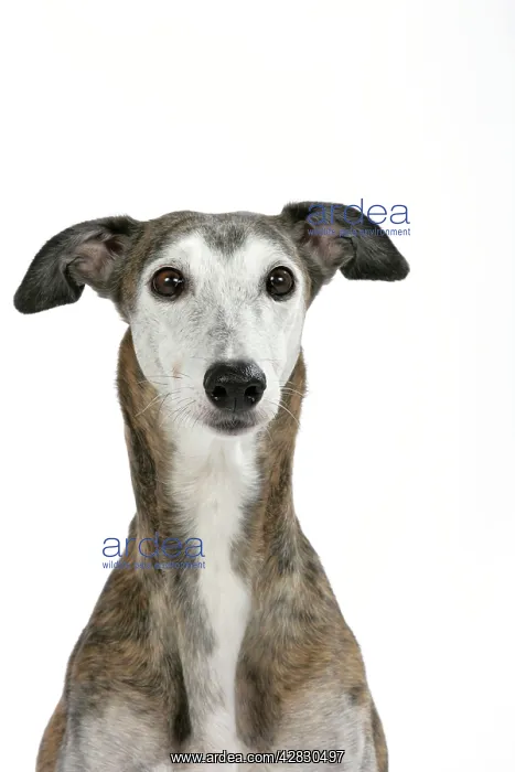 : Dog - Dark Brindle and white Greyhound : Dog - Dark Brindle and white Greyhound