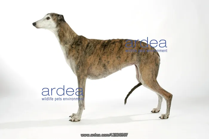 : Dog - Dark Brindle and white Greyhound : Dog - Dark Brindle and white Greyhound