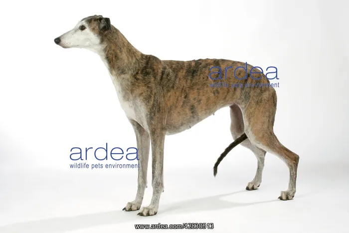 : Dog - Dark Brindle and white Greyhound : Dog - Dark Brindle and white Greyhound