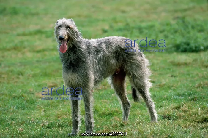 : Dog - Deerhound : Dog - Deerhound