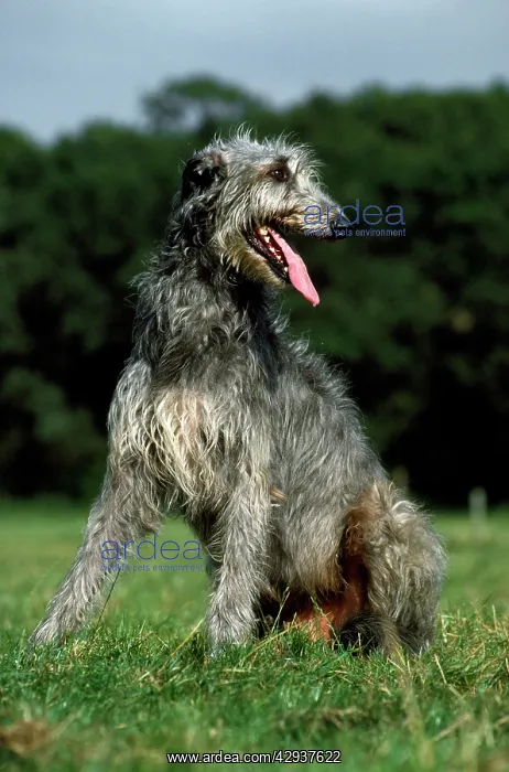 : Dog - Deerhound : Dog - Deerhound