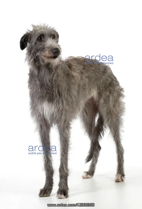 : DOG - Deerhound : DOG - Deerhound