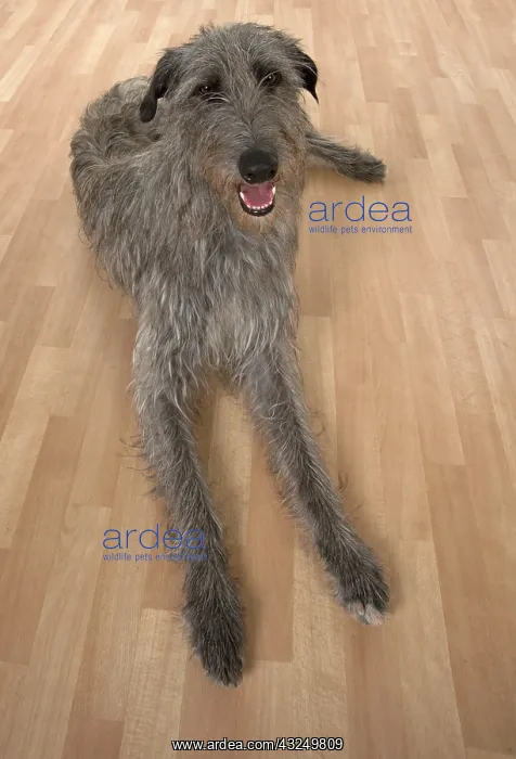 : Dog Deerhound : Dog Deerhound