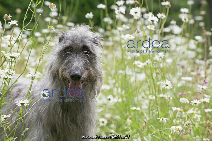 : Dog Deerhound in garden meadow : Dog Deerhound in garden meadow