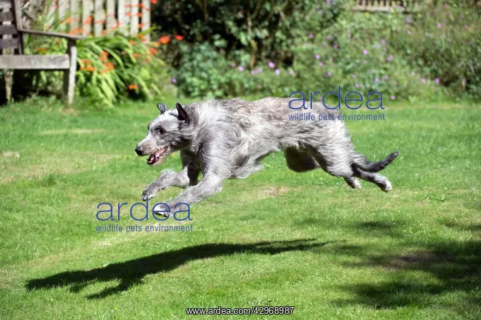 : DOG - Deerhound running in garden : DOG - Deerhound running in garden