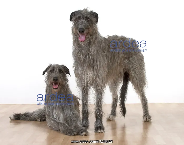 : Dog Deerhounds : Dog Deerhounds