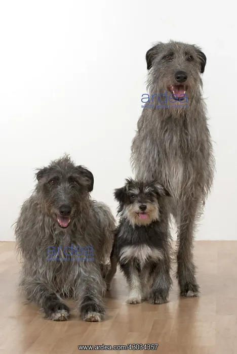 : Dog Deerhounds with cross breed dog : Dog Deerhounds with cross breed dog