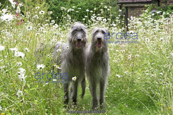 : Dog Deerhounds in garden meadow : Dog Deerhounds in garden meadow