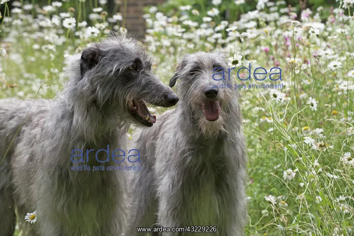 : Dog Deerhounds in garden meadow : Dog Deerhounds in garden meadow