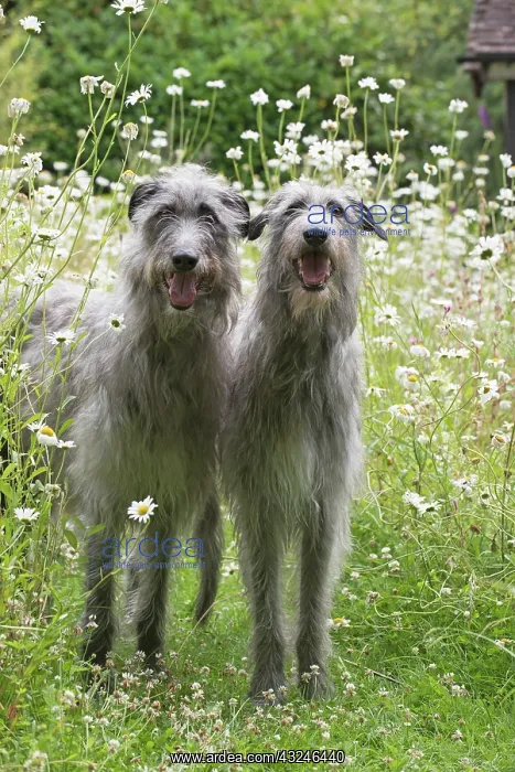 : Dog Deerhounds in garden meadow : Dog Deerhounds in garden meadow