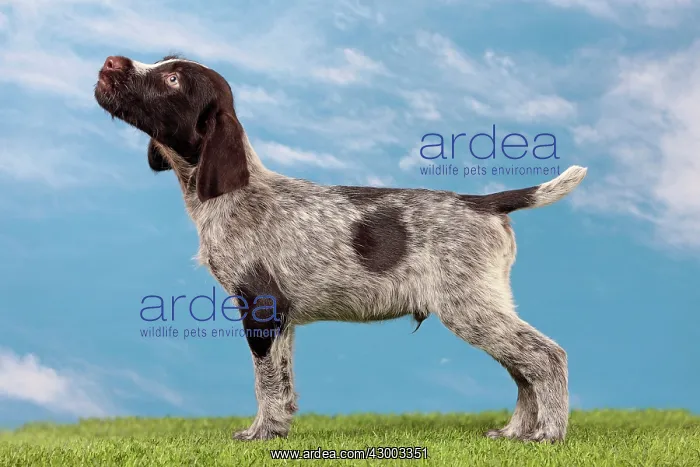: Dog - Deutsch Drahthaar / German Wirehaired Pointer : Dog - Deutsch Drahthaar / German Wirehaired Pointer