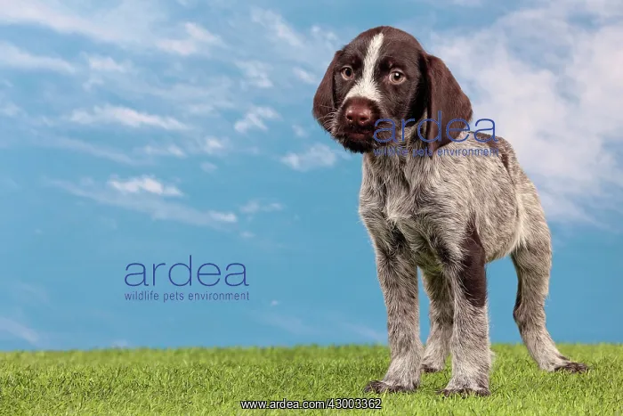 : Dog - Deutsch Drahthaar / German Wirehaired Pointer : Dog - Deutsch Drahthaar / German Wirehaired Pointer