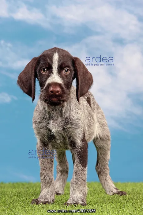 : Dog - Deutsch Drahthaar / German Wirehaired Pointer : Dog - Deutsch Drahthaar / German Wirehaired Pointer