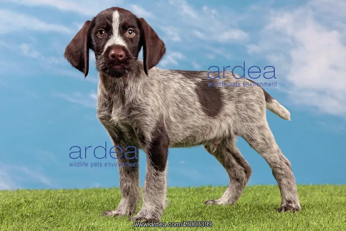 : Dog - Deutsch Drahthaar / German Wirehaired Pointer : Dog - Deutsch Drahthaar / German Wirehaired Pointer
