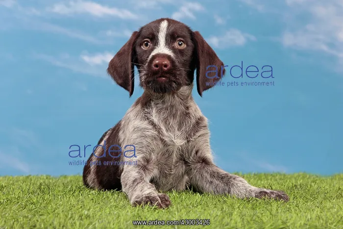: Dog - Deutsch Drahthaar / German Wirehaired Pointer : Dog - Deutsch Drahthaar / German Wirehaired Pointer