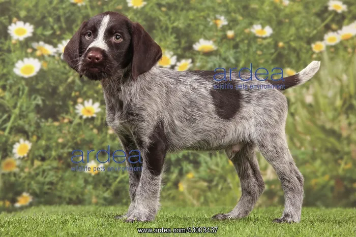 : Dog - Deutsch Drahthaar / German Wirehaired Pointer : Dog - Deutsch Drahthaar / German Wirehaired Pointer