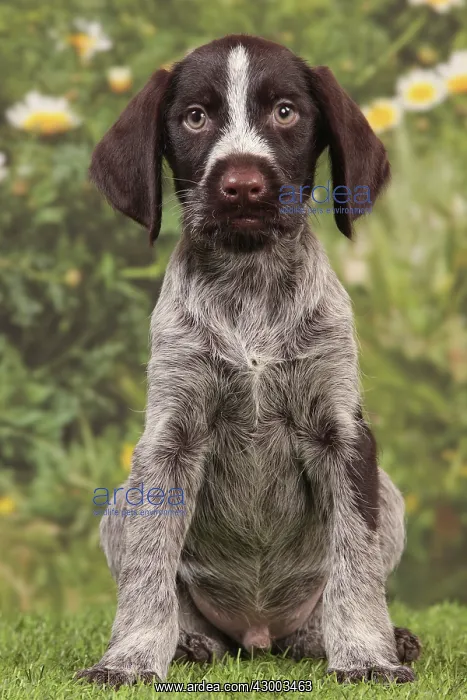 : Dog - Deutsch Drahthaar / German Wirehaired Pointer : Dog - Deutsch Drahthaar / German Wirehaired Pointer