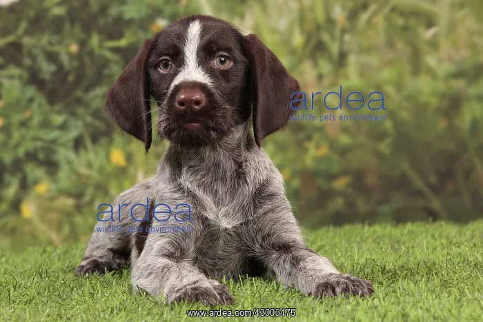: Dog - Deutsch Drahthaar / German Wirehaired Pointer : Dog - Deutsch Drahthaar / German Wirehaired Pointer