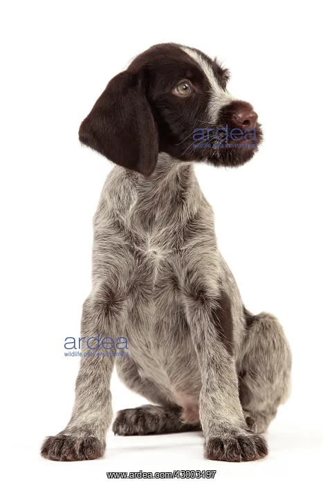 : Dog - Deutsch Drahthaar / German Wirehaired Pointer : Dog - Deutsch Drahthaar / German Wirehaired Pointer