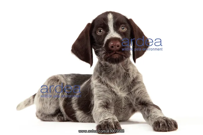 : Dog - Deutsch Drahthaar / German Wirehaired Pointer : Dog - Deutsch Drahthaar / German Wirehaired Pointer