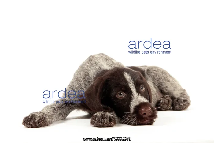 : Dog - Deutsch Drahthaar / German Wirehaired Pointer : Dog - Deutsch Drahthaar / German Wirehaired Pointer