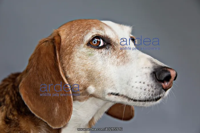 : Dog, Deutsche Bracke, portrait, Germany, Europe : Dog, Deutsche Bracke, portrait, Germany, Europe