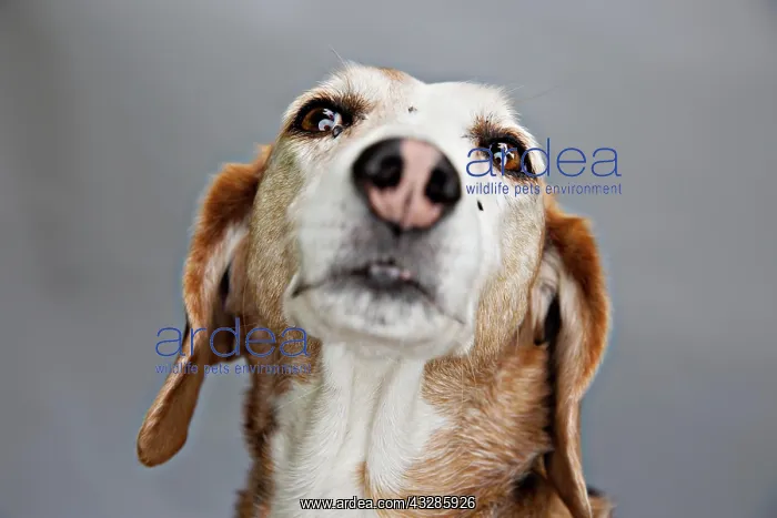 : Dog, Deutsche Bracke, portrait, Germany, Europe : Dog, Deutsche Bracke, portrait, Germany, Europe