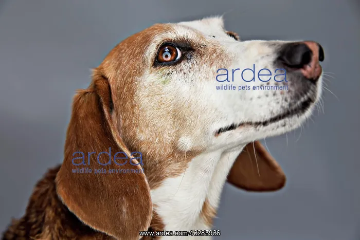 : Dog, Deutsche Bracke, portrait, Germany, Europe : Dog, Deutsche Bracke, portrait, Germany, Europe