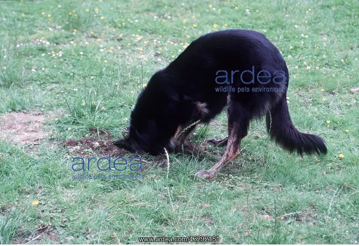 : DOG - Digs in garden : DOG - Digs in garden