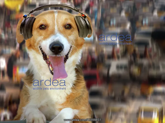 : Dog - DJ - listening to music through headphones : Dog - DJ - listening to music through headphones