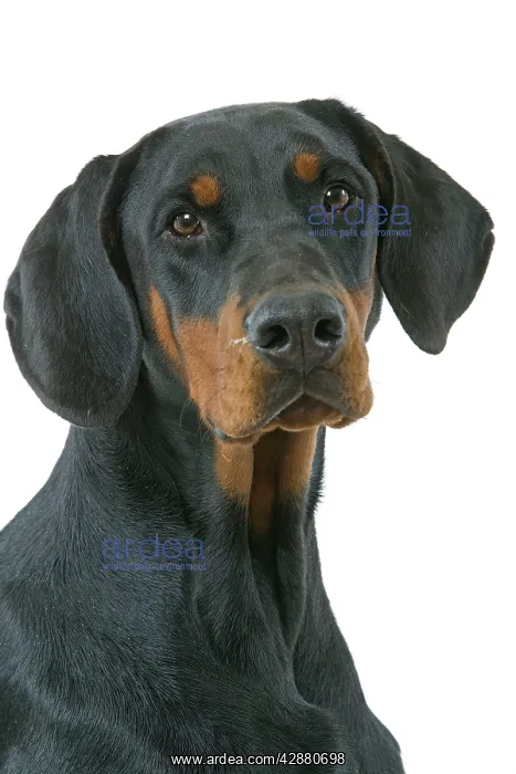 : Dog - Doberman : Dog - Doberman