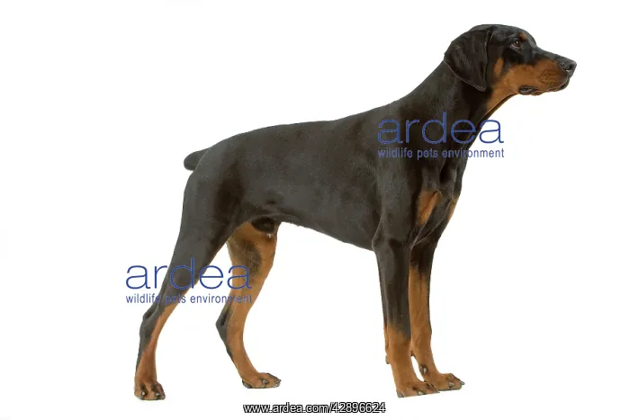 : Dog - Doberman : Dog - Doberman