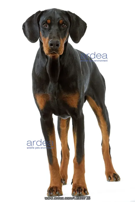  : Dog - Doberman