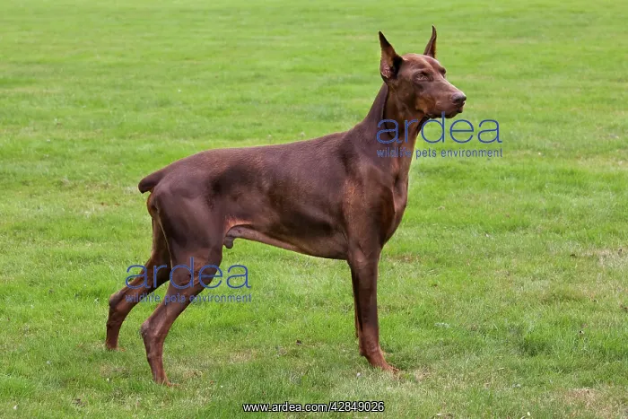 : Dog - Doberman Pincher : Dog - Doberman Pincher