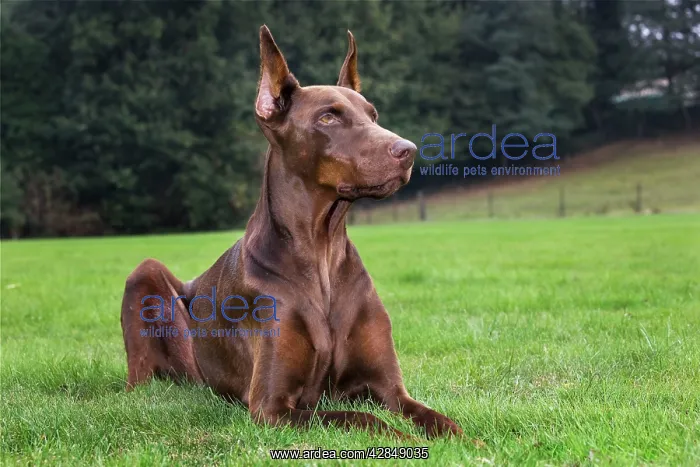 : Dog - Doberman Pincher : Dog - Doberman Pincher