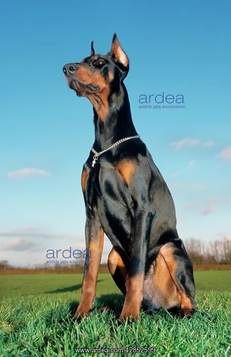 : Dog - Doberman Pinscher / Dobermann. Sitting in meadow : Dog - Doberman Pinscher / Dobermann. Sitting in meadow