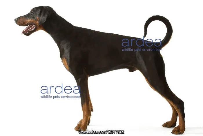 : Dog - Doberman Pinscher / Dobermann : Dog - Doberman Pinscher / Dobermann