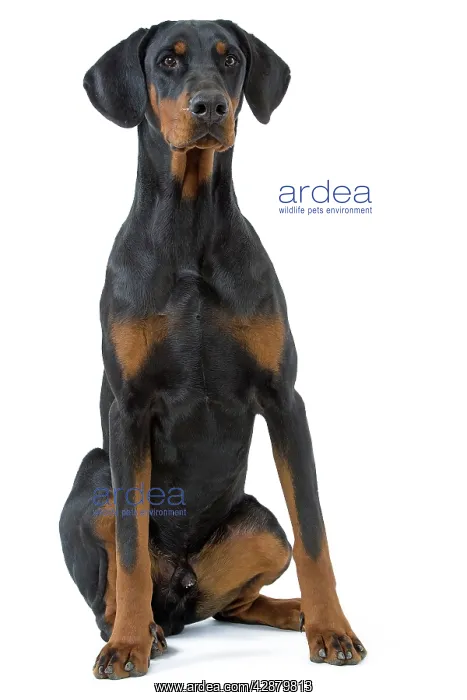 : Dog - Doberman Pinscher / Dobermann : Dog - Doberman Pinscher / Dobermann