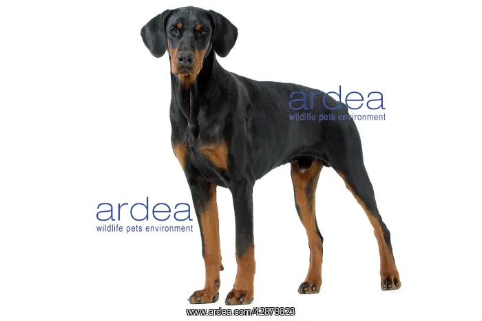  : Dog - Doberman Pinscher  /  Dobermann