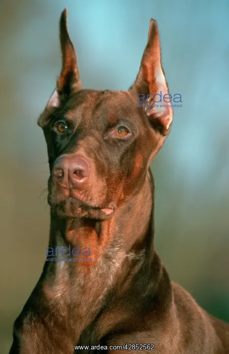  : Dog - Doberman Pinscher  /  Dobermann, close-up of