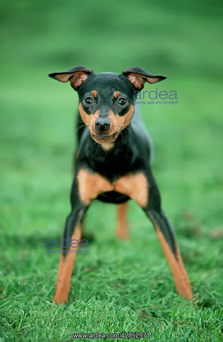 : Dog - Doberman Pinscher / Dobermann. Frightened : Dog - Doberman Pinscher / Dobermann. Frightened