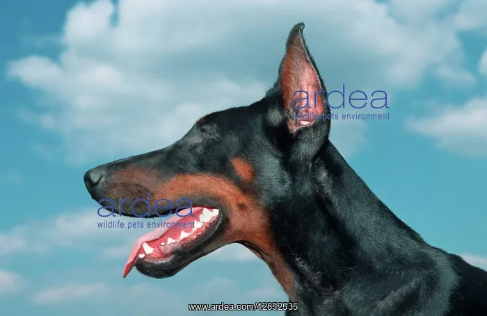 : Dog - Doberman Pinscher / Dobermann, head with cut ears : Dog - Doberman Pinscher / Dobermann, head with cut ears