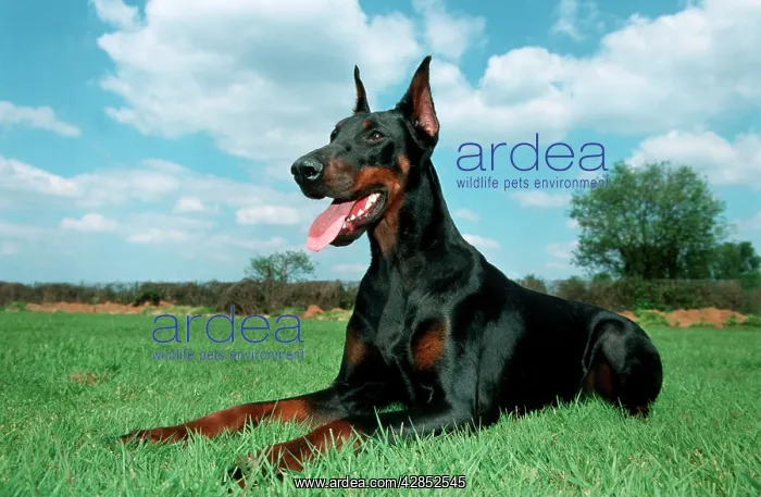 : Dog - Doberman Pinscher / Dobermann, lying down in meadow : Dog - Doberman Pinscher / Dobermann, lying down in meadow
