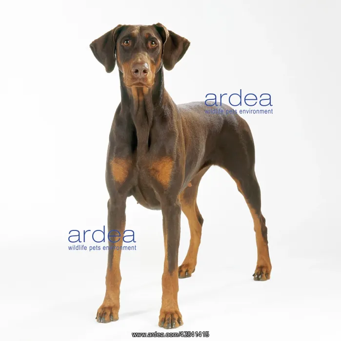 : DOG - Dobermann : DOG - Dobermann