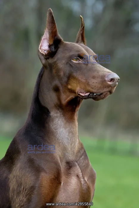  : Dog - Dobermann
