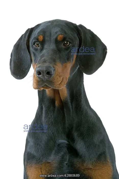: Dog - Dobermann : Dog - Dobermann