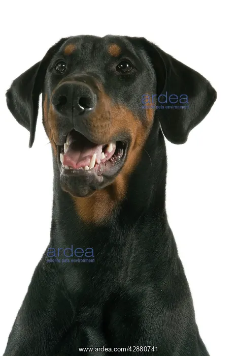 : Dog - Dobermann : Dog - Dobermann